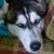:iconamesha-quebec: