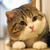 :iconameshirayuki: