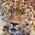 :iconamethystechidna:
