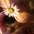 :iconametista0692:
