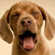 :iconami-foxgrace: