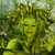 :iconamice34: