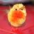 :iconamigos3d: