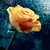 :iconaminta79: