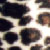 :iconamleopard: