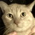 :iconammon-and-angellore: