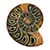 :iconammonyte: