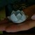 :iconamnella1: