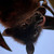 :iconamneriscat: