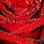 :iconamore9292: