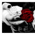 :iconamoreeterno95: