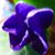 :iconamorningstar: