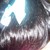 :iconamorrocanbutterfly:
