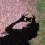 :iconamour-giraffe: