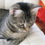 :iconamphorae: