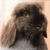 :iconamurill: