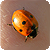 :iconAmy-Amber:
