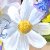 :iconamy-desu: