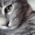 :iconamy-fever: