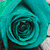 :iconamy-miyu-sun: