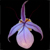 :iconamy-moore: