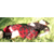 :iconamylinlee: