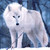 :iconamywhitewings: