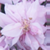:iconan-i-ka:
