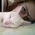 :iconanacarolinaaf: