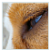 :iconanank-e: