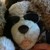 :iconanastasiagirl99: