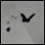 :iconanavelia: