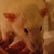 :iconanax-imperator: