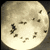 :iconanaya-of-wolves:
