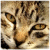 :iconanchie--: