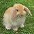 :iconancien-maitre: