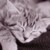 :iconand-then-lisa: