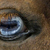 :iconAndaluBee: