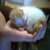 :iconandartist: