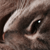 :iconandary: