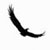 :iconandean-condor: