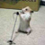 :iconandechapman: