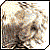 :iconandrawol: