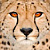 :iconandrewdavidson: