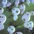 :iconandriastar: