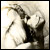 :iconandroid-skin: