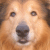 :iconandydogplz: