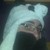 :iconandypandy18: