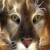 :iconaneeszaki: