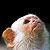 :iconAnevay: